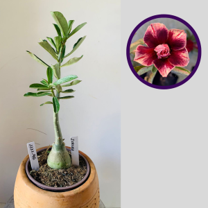 1111 46 Rosa do Deserto Isreala