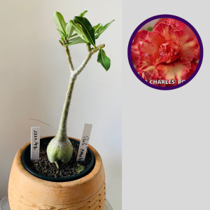 1111 47 Rosa do Deserto Pablo Charles