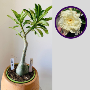 1111 48 Rosa do Deserto Pompom