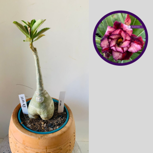 1111 63 Rosa do Deserto Ziyan