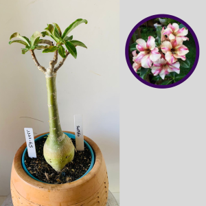 1111 65 Rosa do Deserto Sultão