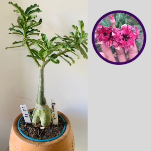 1111 68 Rosa do Deserto Ouro Mil