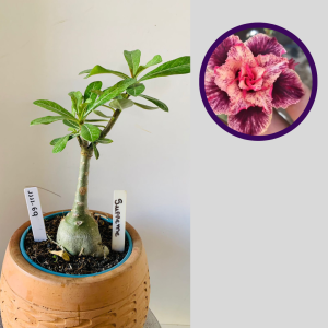 1111 69 Rosa do Deserto Supreme