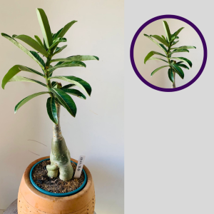 1111 70 Rosa do Deserto Sem Identificação