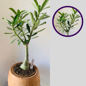 1111 72 Rosa do Deserto Sem Identificação