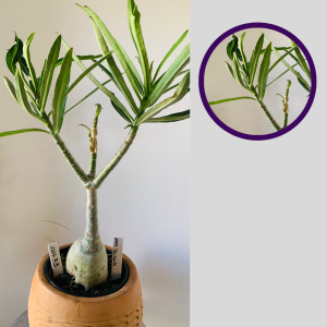 1111 73 Rosa do Deserto Nova Tanzânia