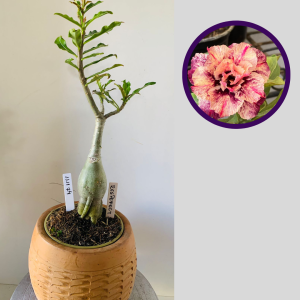 1111 74 Rosa do Deserto Respect