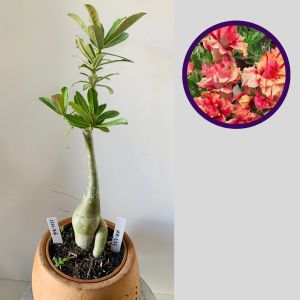 1111 76 Rosa do Deserto Kr226