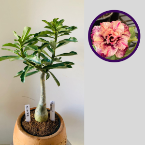 1111 79 Rosa do Deserto Respect