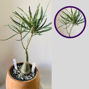 1111 83 Rosa do Deserto Nova Tanzânia