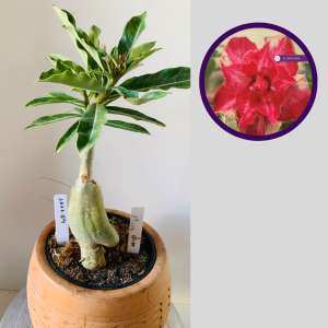 1111 84 Rosa do Deserto Miss Dior