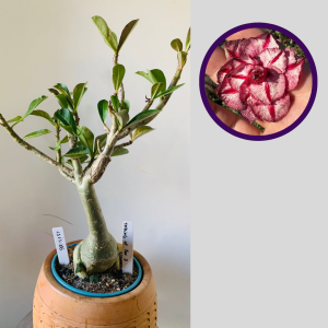 1111 86 Rosa do Deserto Thinking of You 2