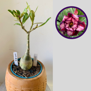 1111 87 Rosa do Deserto Ziyan