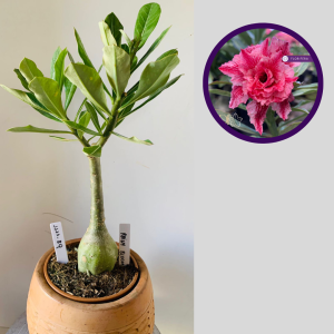 1111 89 Rosa do Deserto Rainy Bloom