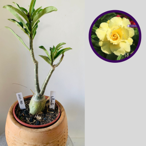 1111 90 Rosa do Deserto Ultimate Yellow