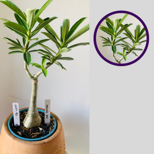 1111 91 Rosa do Deserto Orange Elf