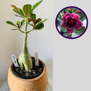 1111 92 Rosa do Deserto Pinot