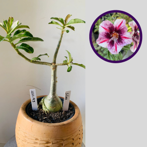 1111 93 Rosa do Deserto Silka