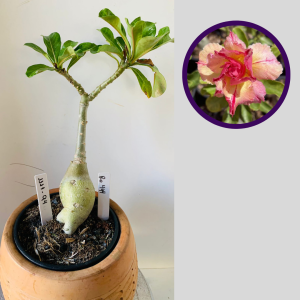 1111 94 Rosa do Deserto Ro 444