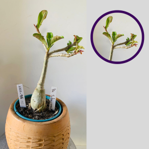 1111 96 Rosa do Deserto Yellow Submarine