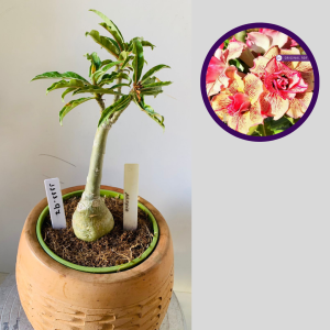 1111 97 Rosa do Deserto Maria