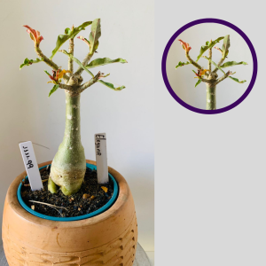 1111 99 Rosa do Deserto vaiegata  Elegance