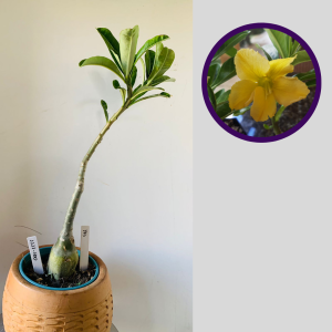 1111 100 Rosa do Deserto Yes