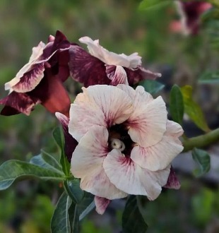 ´Podadinha - Rosa Do Deserto Luminatang - Imagem 2