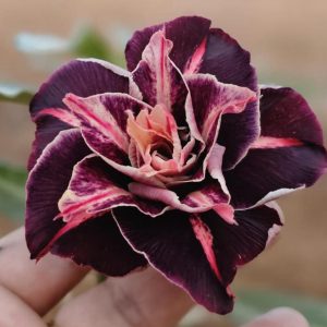 Podadinha - Rosa Do Deserto Dakota