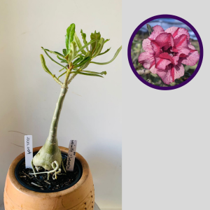 1111 104 Rosa do Deserto Infinity Dobrada