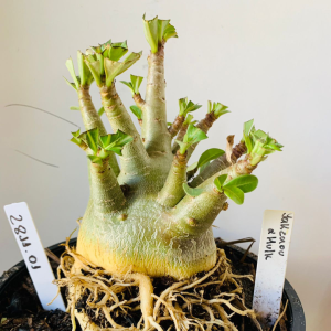 2811 01 Arabicum Yakzaou x Hulk