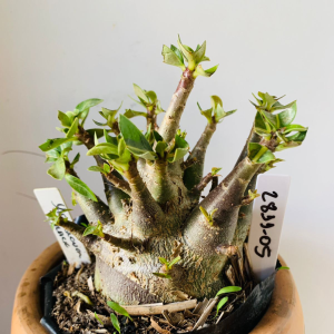 2811 05 Arabicum Black