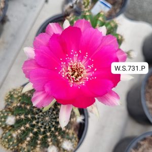Lobivia Hibridas (ws 731)