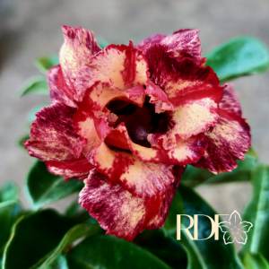 Podadinha - Rosa Do Deserto Chocolate Ice Crean