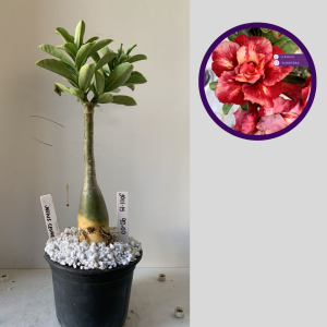 3011 15 Rosa do Deserto Julius Cesar