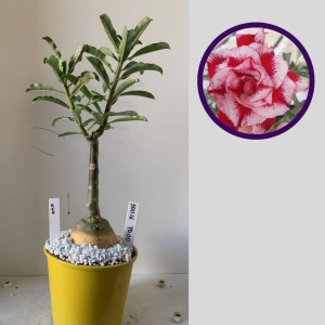 3011 16 Rosa do Deserto King