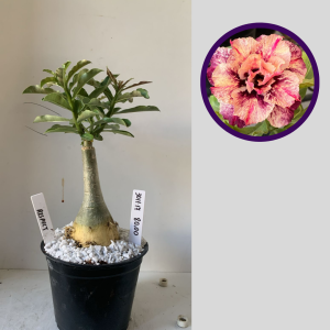 3011 17 Rosa do Deserto Respect