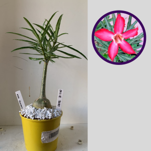 3011 18 Rosa do Deserto Nova Tanzania