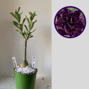 3011 19 Rosa do Deserto Céu Estrelado