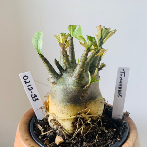 0212 33 Arabicum Tomahawk