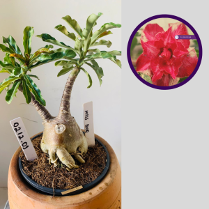 0212 01 Rosa Do Deserto Miss Dior