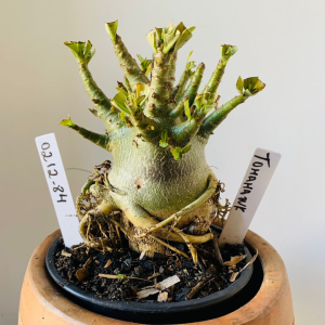 0212 84 Arabicum Tomahawk