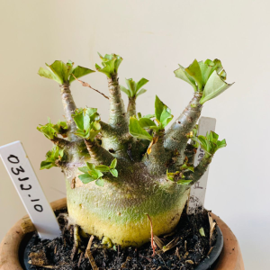 0312 10 Arabicum Overload