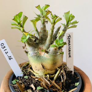 0312 16 Arabicum Tomahawk