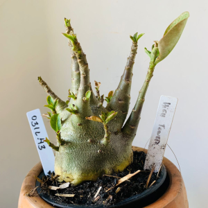 0312 43 Arabicum Hightower