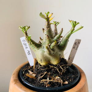 0312 45 Arabicum Aueng x hulk