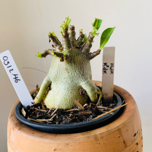 0312 46 Arabicum Hulk x kdk