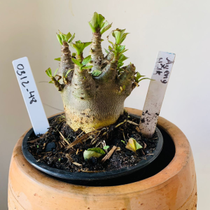 0312 48 Arabicum Aueng x hulk