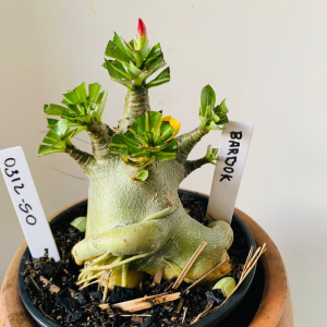 0312 50 Arabicum Bardok