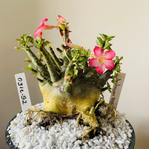 0312 52 Arabicum RDF